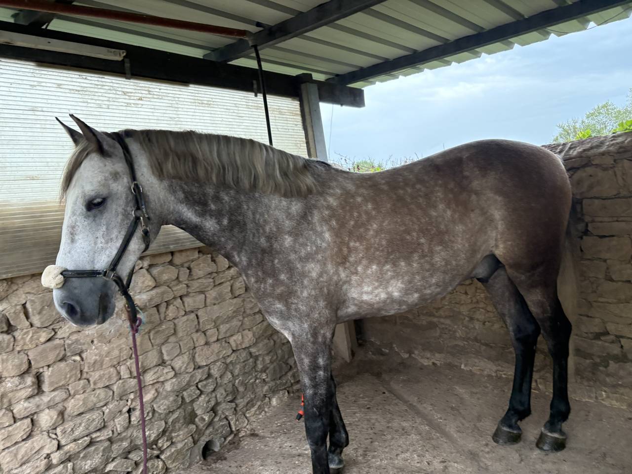 Confiage cheval espagnol 