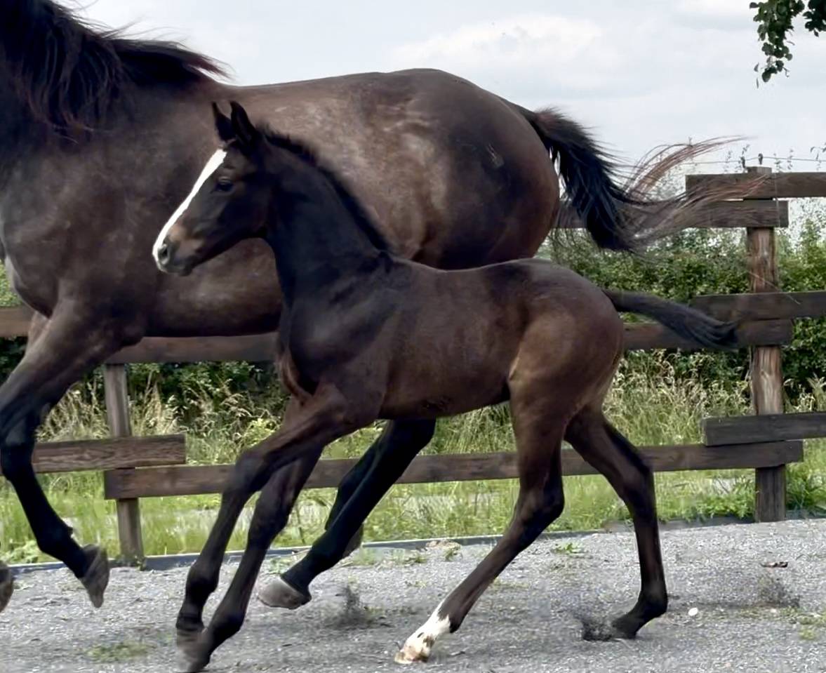 Magnifique poulain SBS de 2025