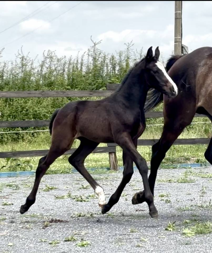 Magnifique poulain SBS de 2025