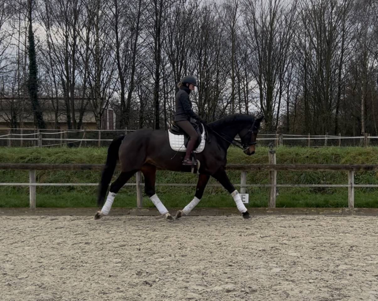 Hongre Westphalien de 7 ans