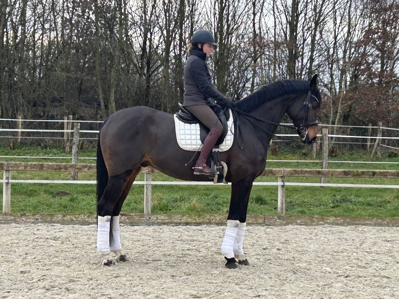 Hongre Westphalien de 7 ans