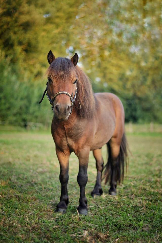 &Eacute;talon shetland 