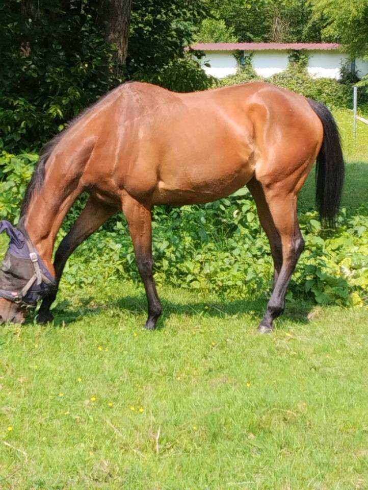 Vends juments Pur sang anglais 