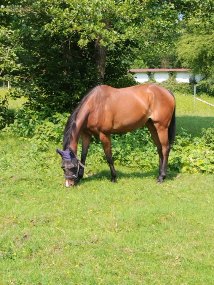 Vends juments Pur sang anglais 