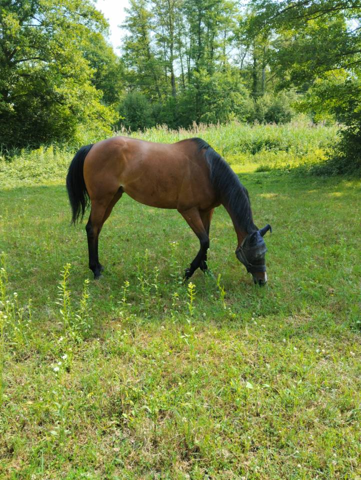 Vends juments Pur sang anglais 