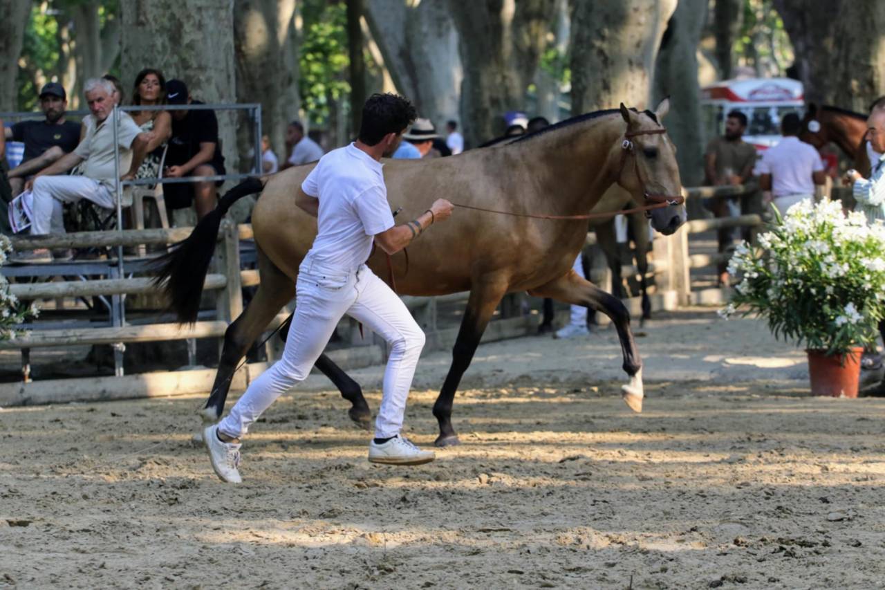 Enseignant Dressage/Equitation de travail