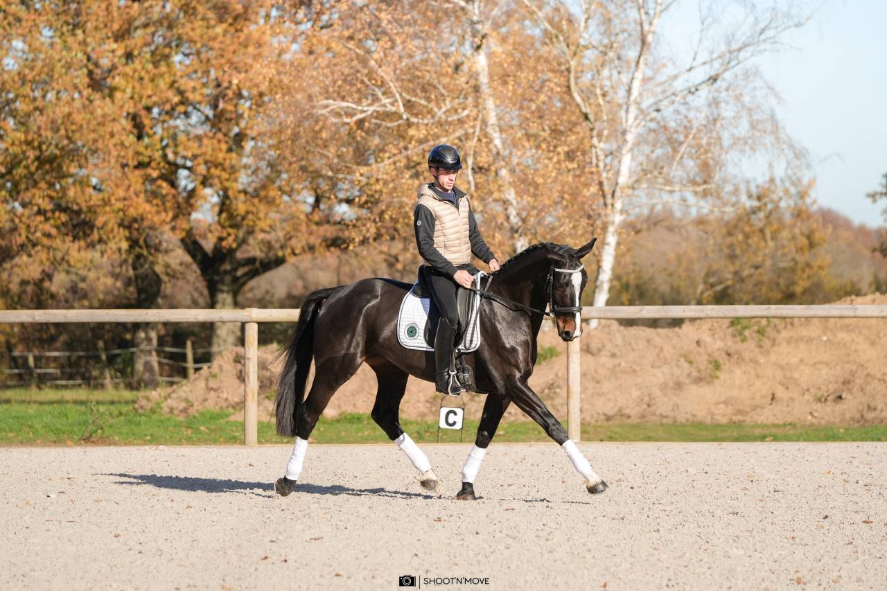 Enseignant Dressage/Equitation de travail