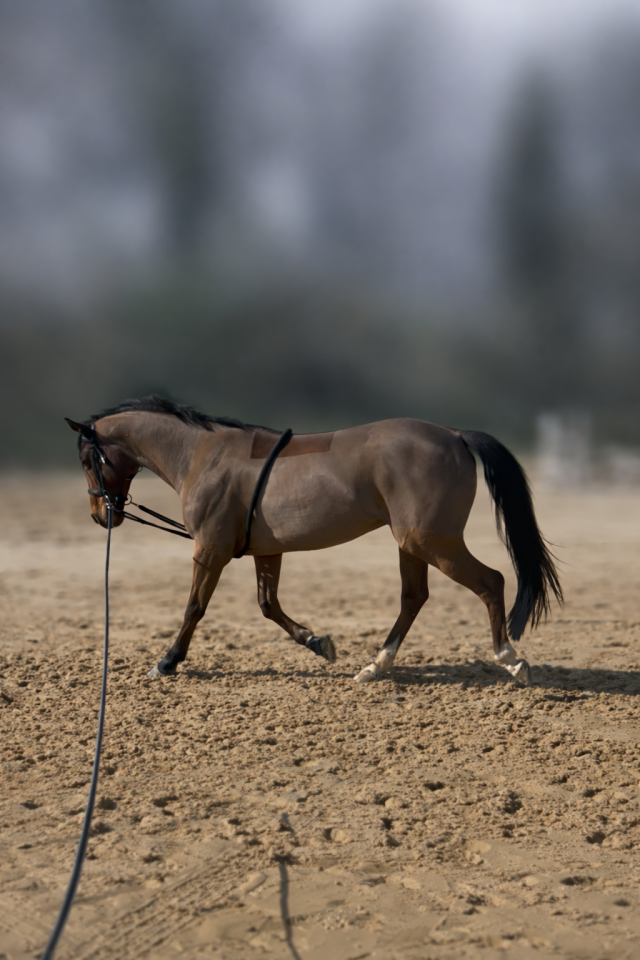 Hongre AES de 12 ans 