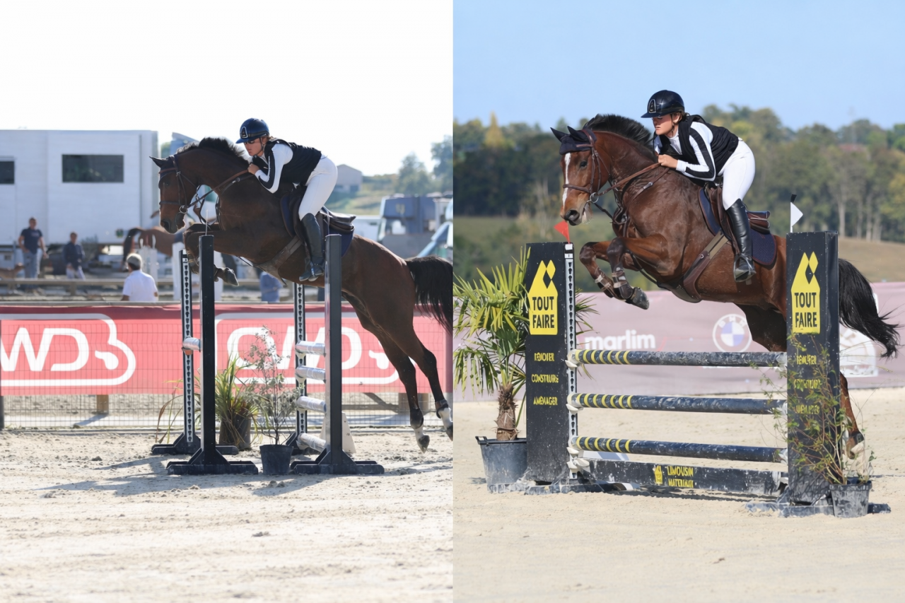 Hongre AES de 12 ans 