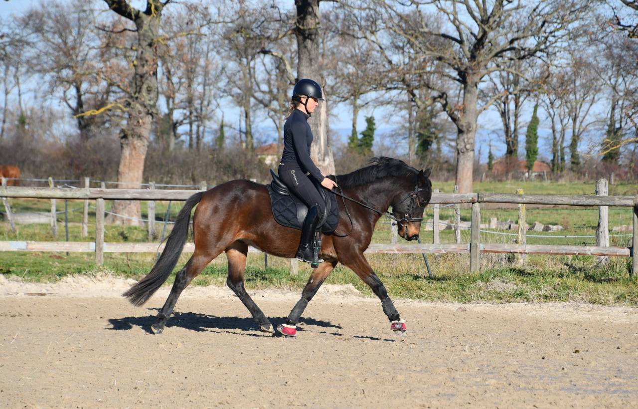 Poney dressage cheval 