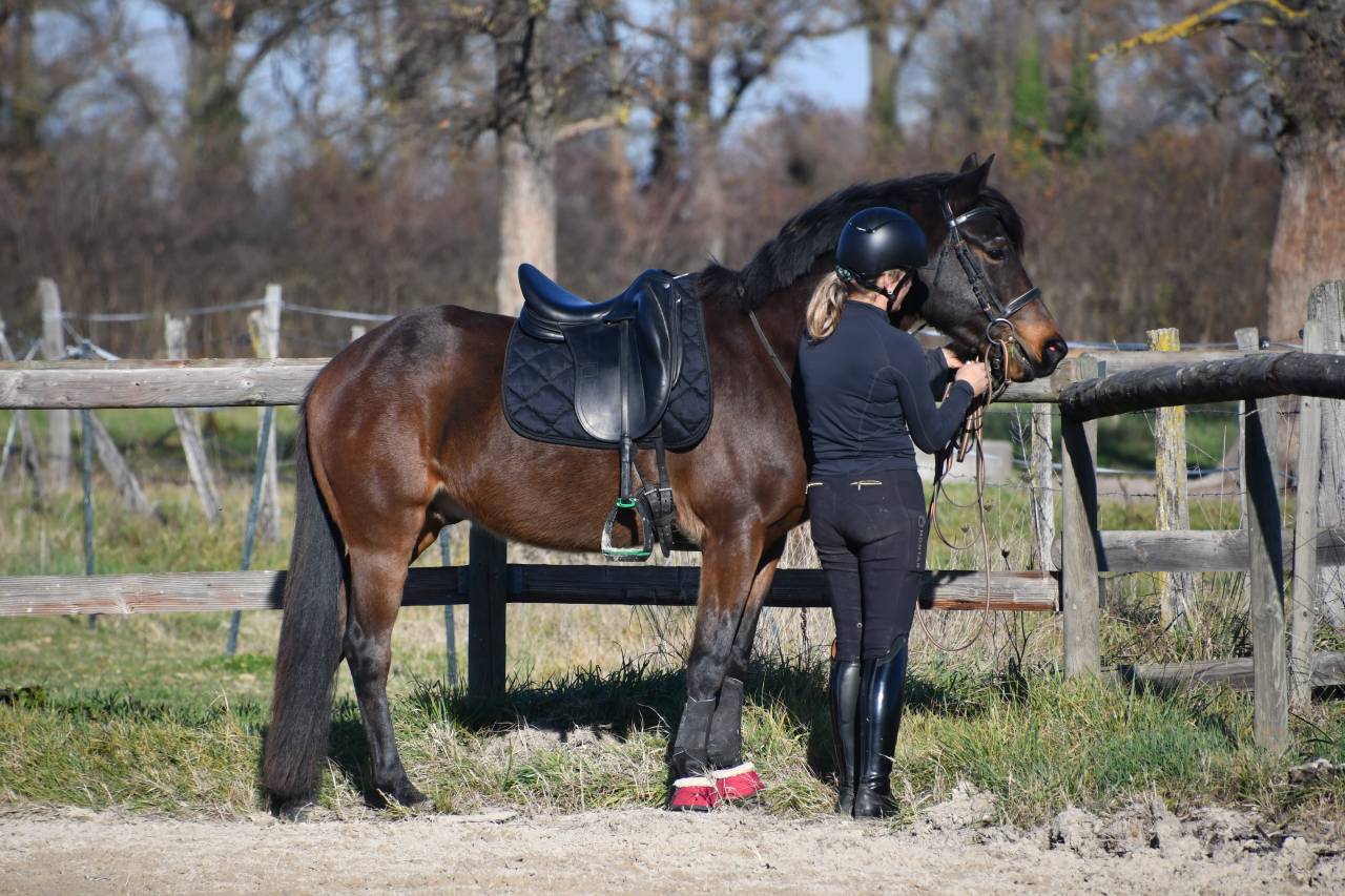 Poney dressage cheval 