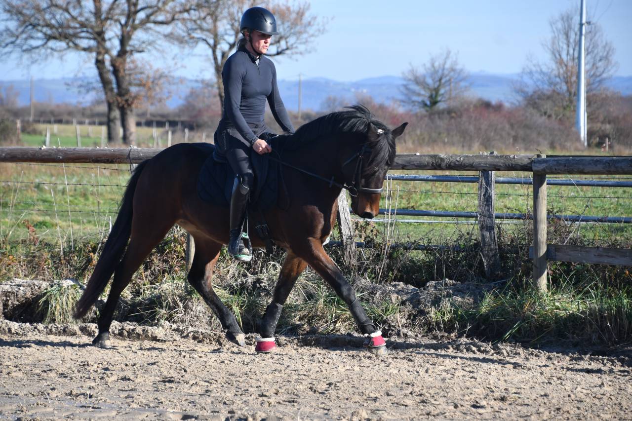 Poney dressage cheval 