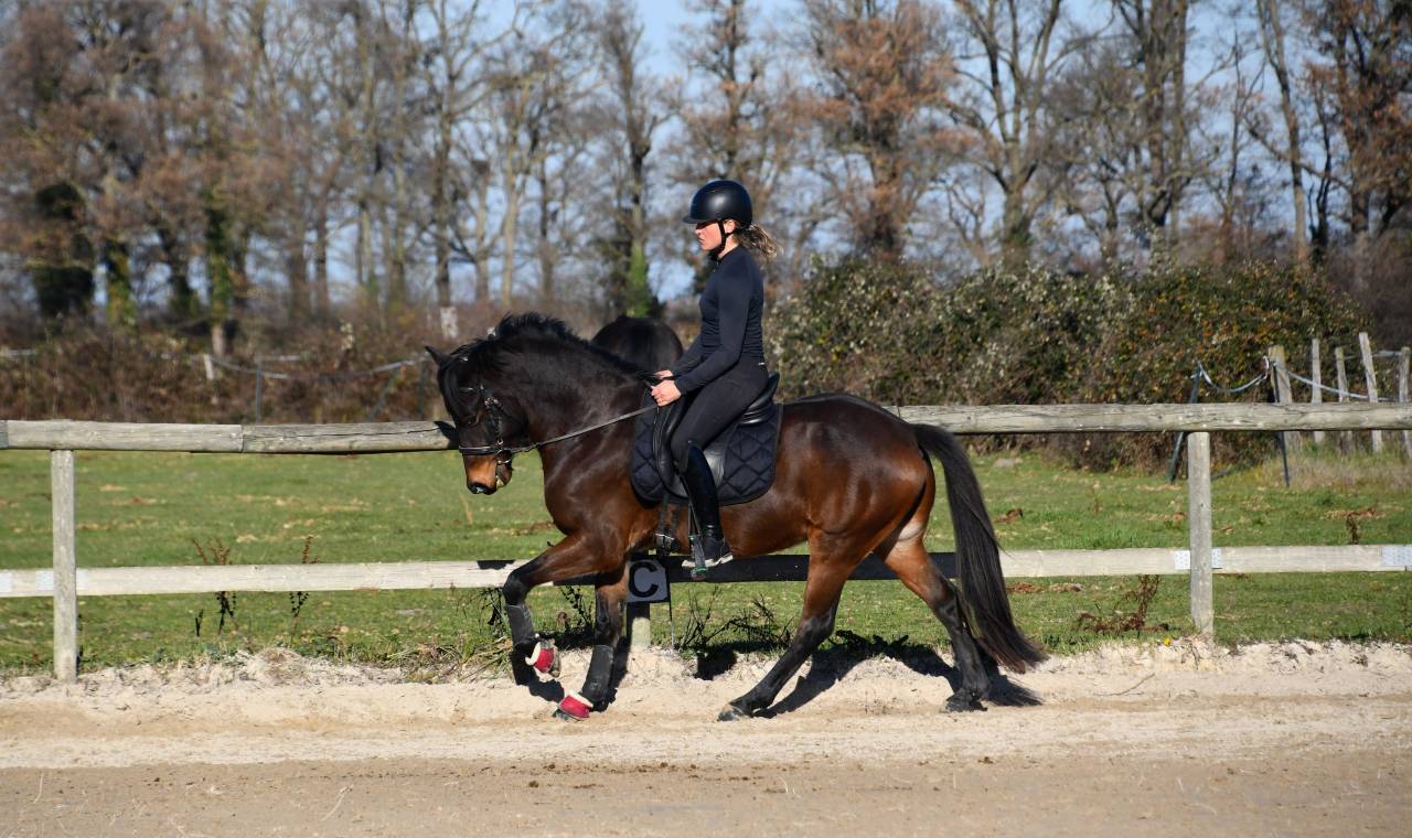 Poney dressage cheval 