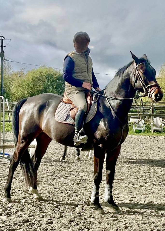 Hongre CSO de 5 ans,SF, Origine By Cera d&rsquo;Ick/Quaprice 