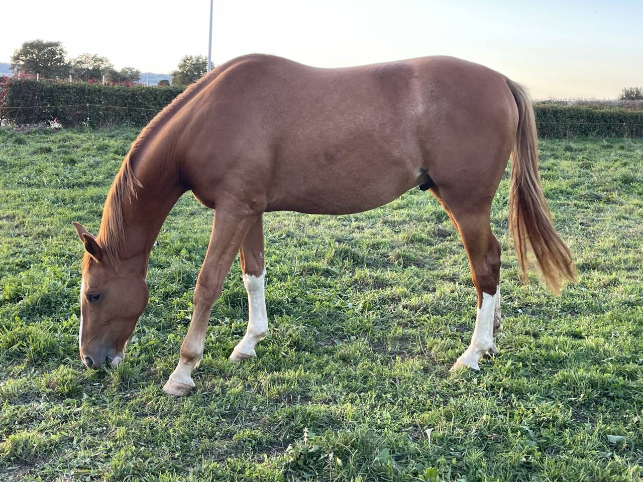 Hongre Selle Fran&ccedil;ais souche Quismy des Vaux