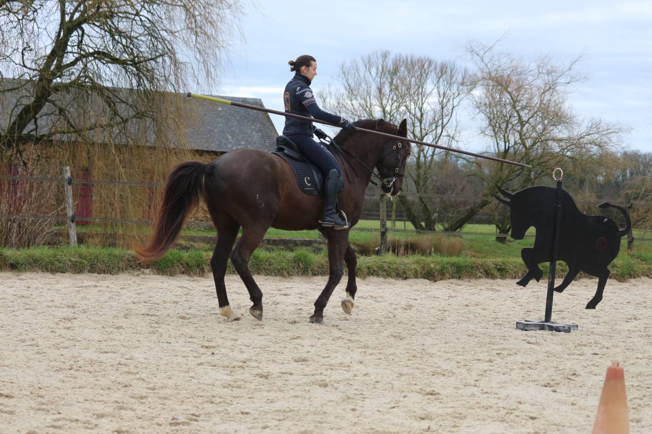 CHEVAL HONGRE LUSITANIEN