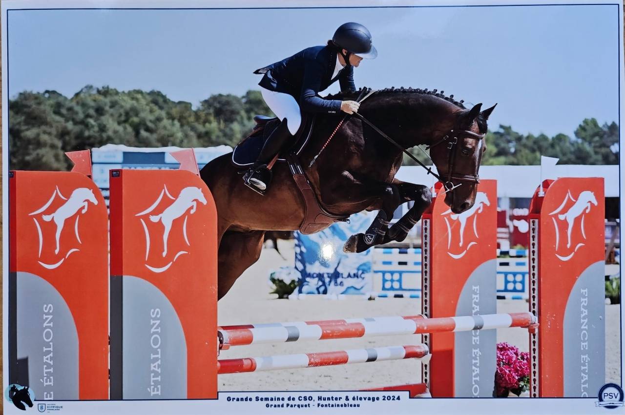 A VENDRE - CHEVAL DE CSO 6 ANS 