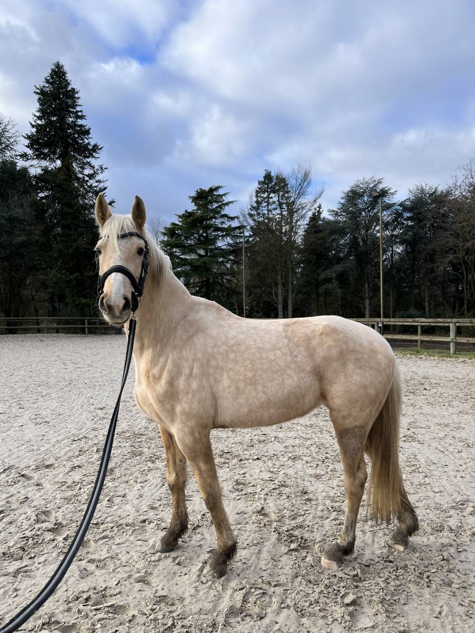 ALZAGA DE ATHABASCA - jument palomino