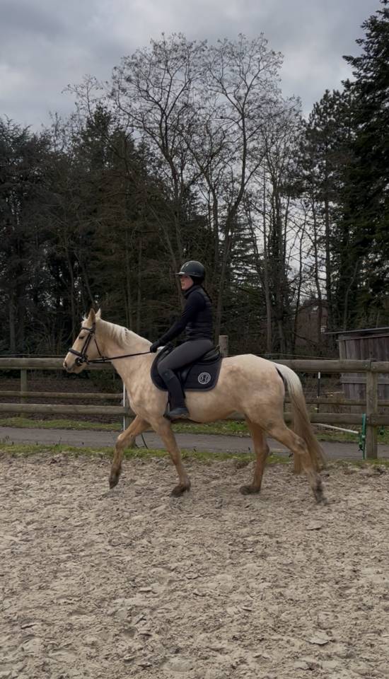 ALZAGA DE ATHABASCA - jument palomino