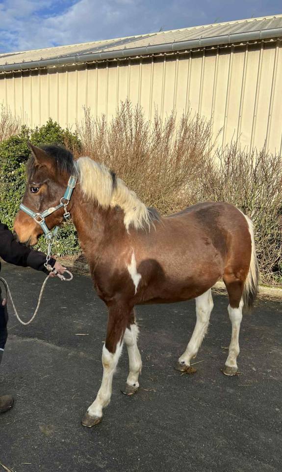 Poulain p&eacute;gase baie pie