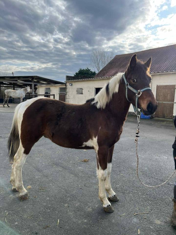Poulain p&eacute;gase baie pie