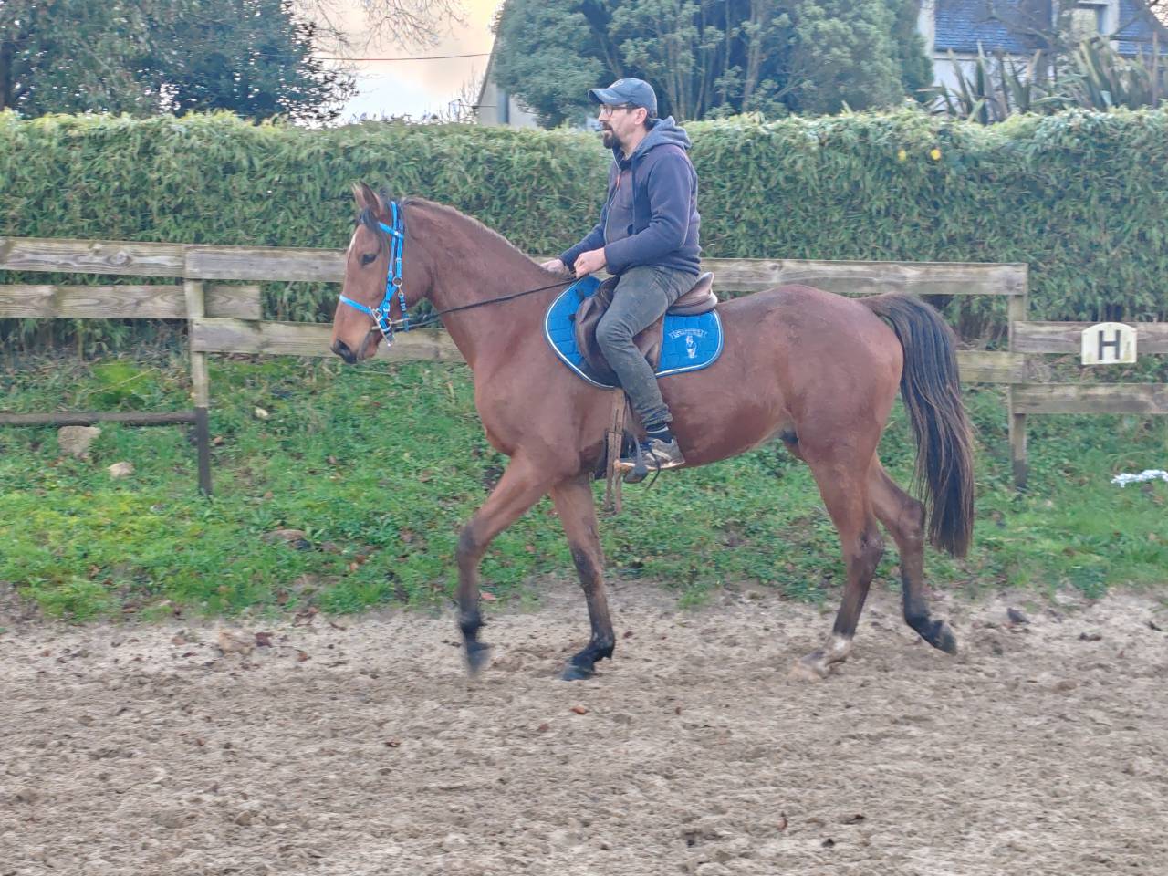 Hongre dsa 4ans loisirs endurance 