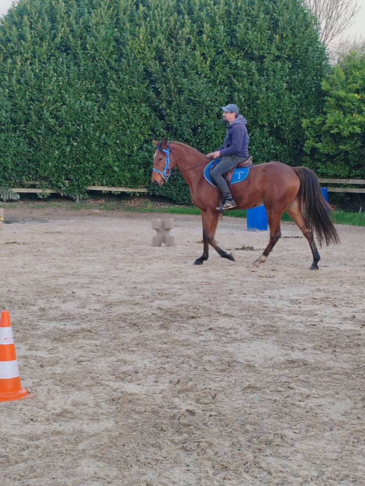 Hongre dsa 4ans loisirs endurance 
