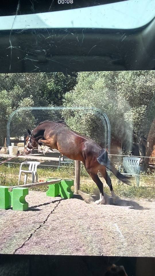 Poney en cours de Debourrage 