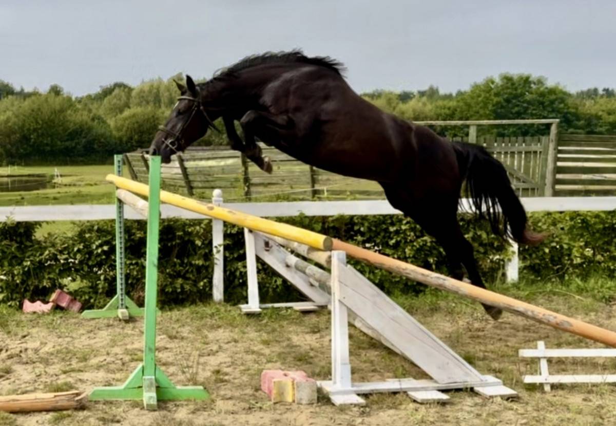 Belle et grande jument noire