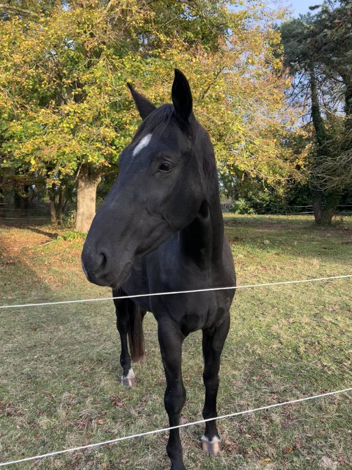Belle et grande jument noire