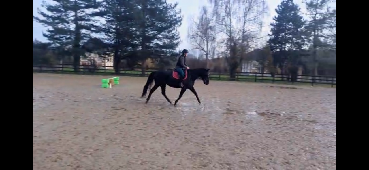 Belle et grande jument noire