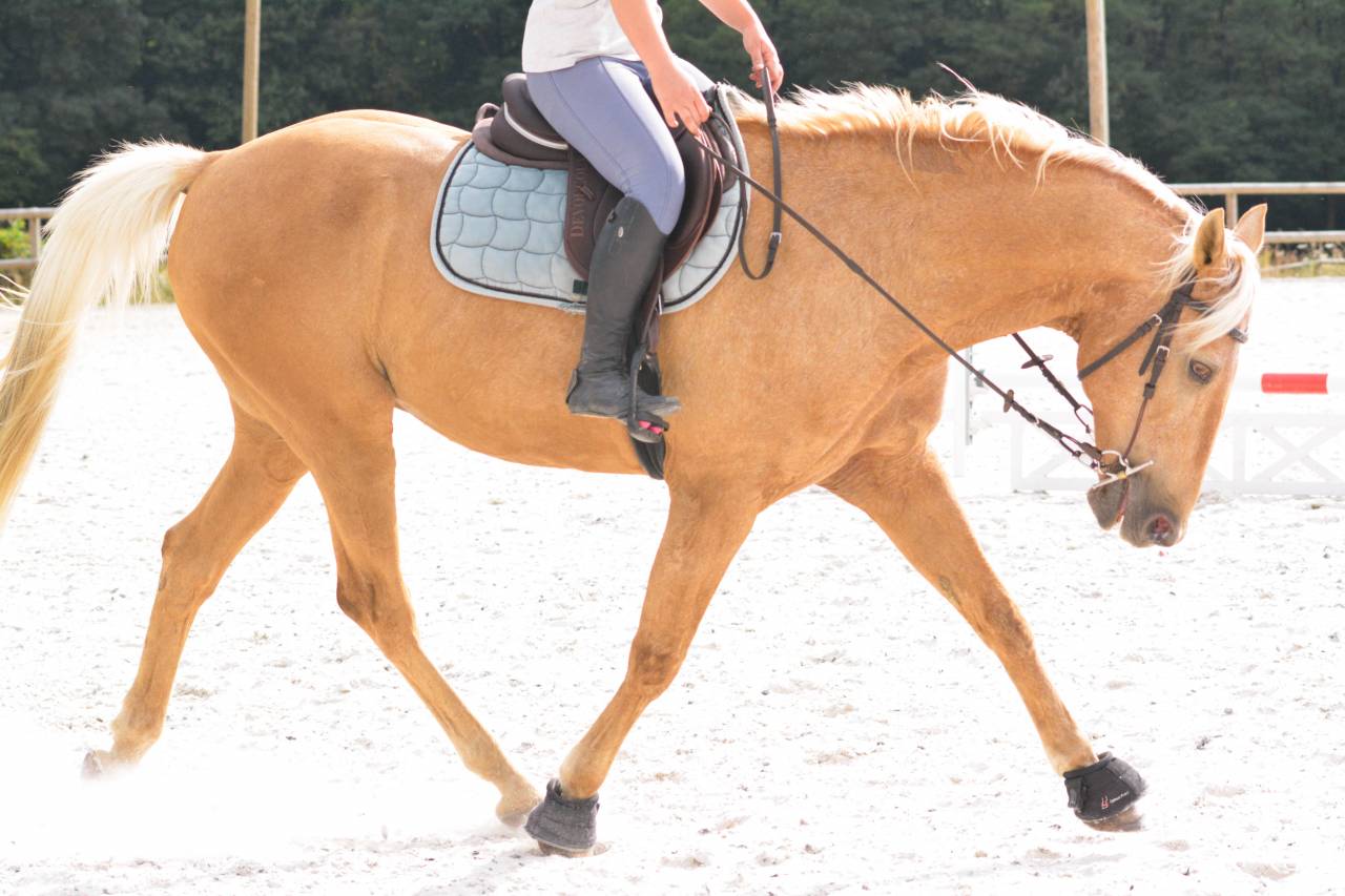 Super cheval polyvalent