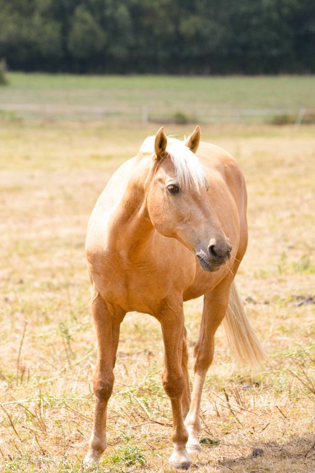 Super cheval polyvalent