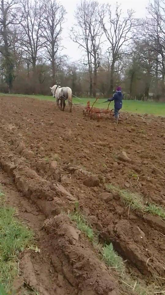hongre percheron travail du sol