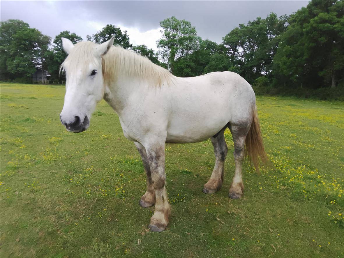 hongre percheron travail du sol
