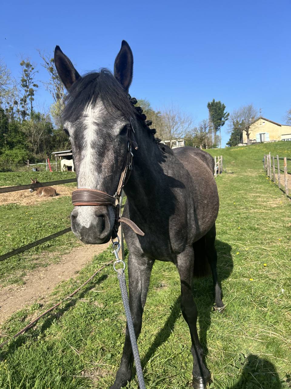 Ponette connemara part bred