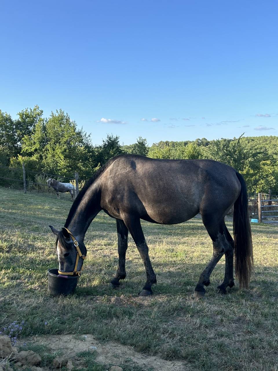 Ponette connemara part bred