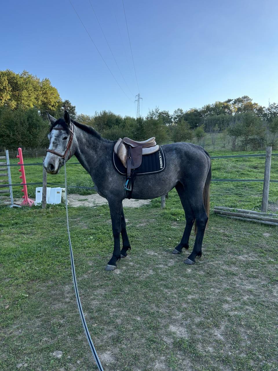 Ponette connemara part bred