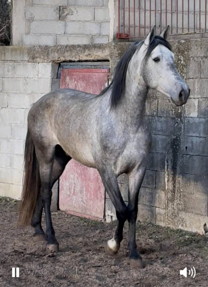 Cheval PP Espagnol 