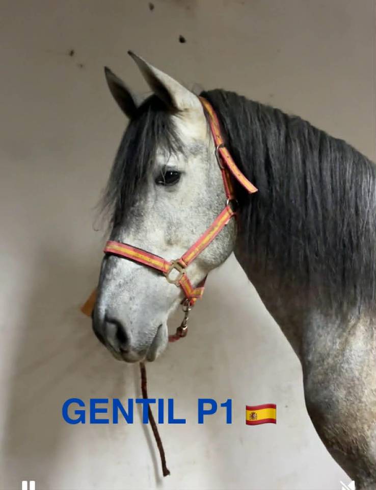 Cheval PP Espagnol 