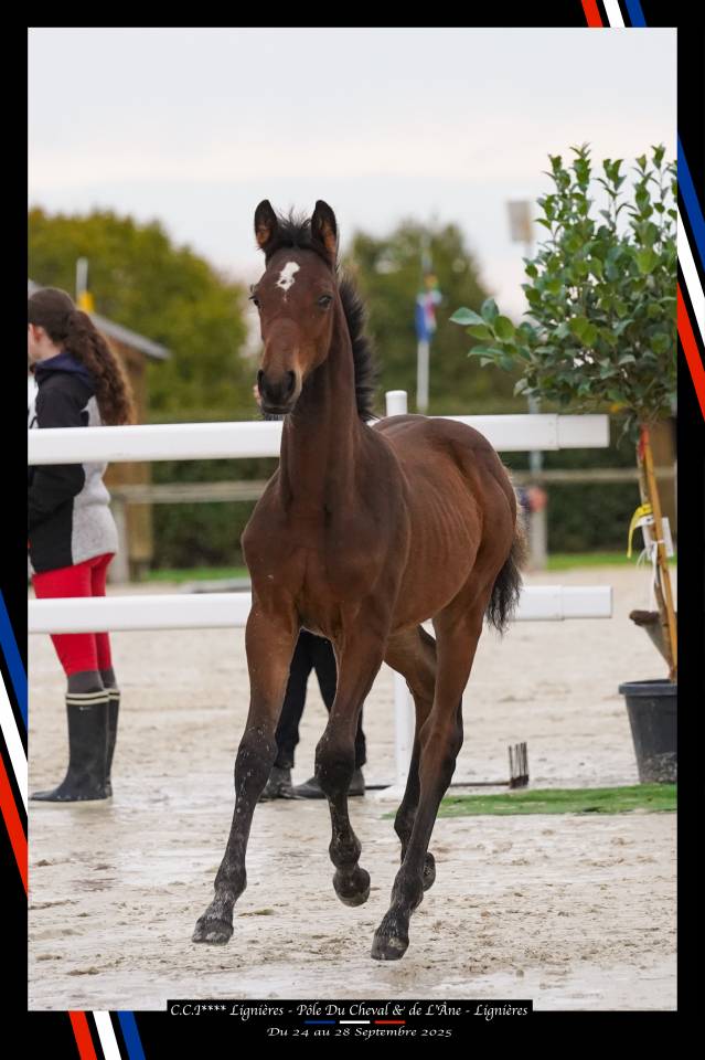 Poulain orientation complet 