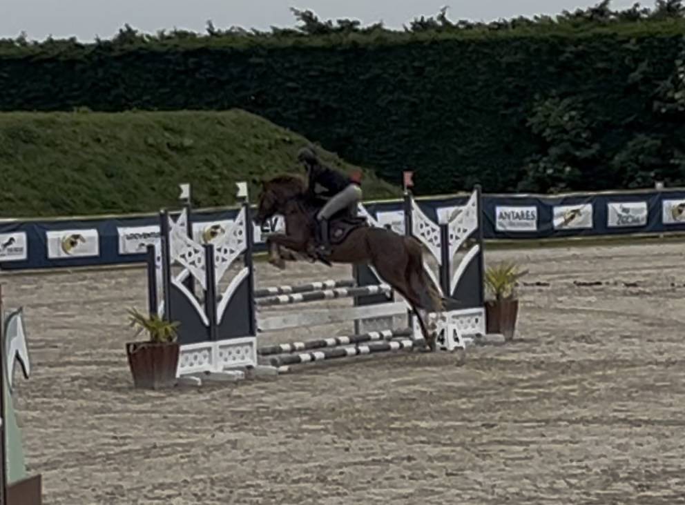 Poney de sport/famille