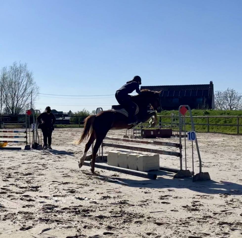 Poney de sport/famille
