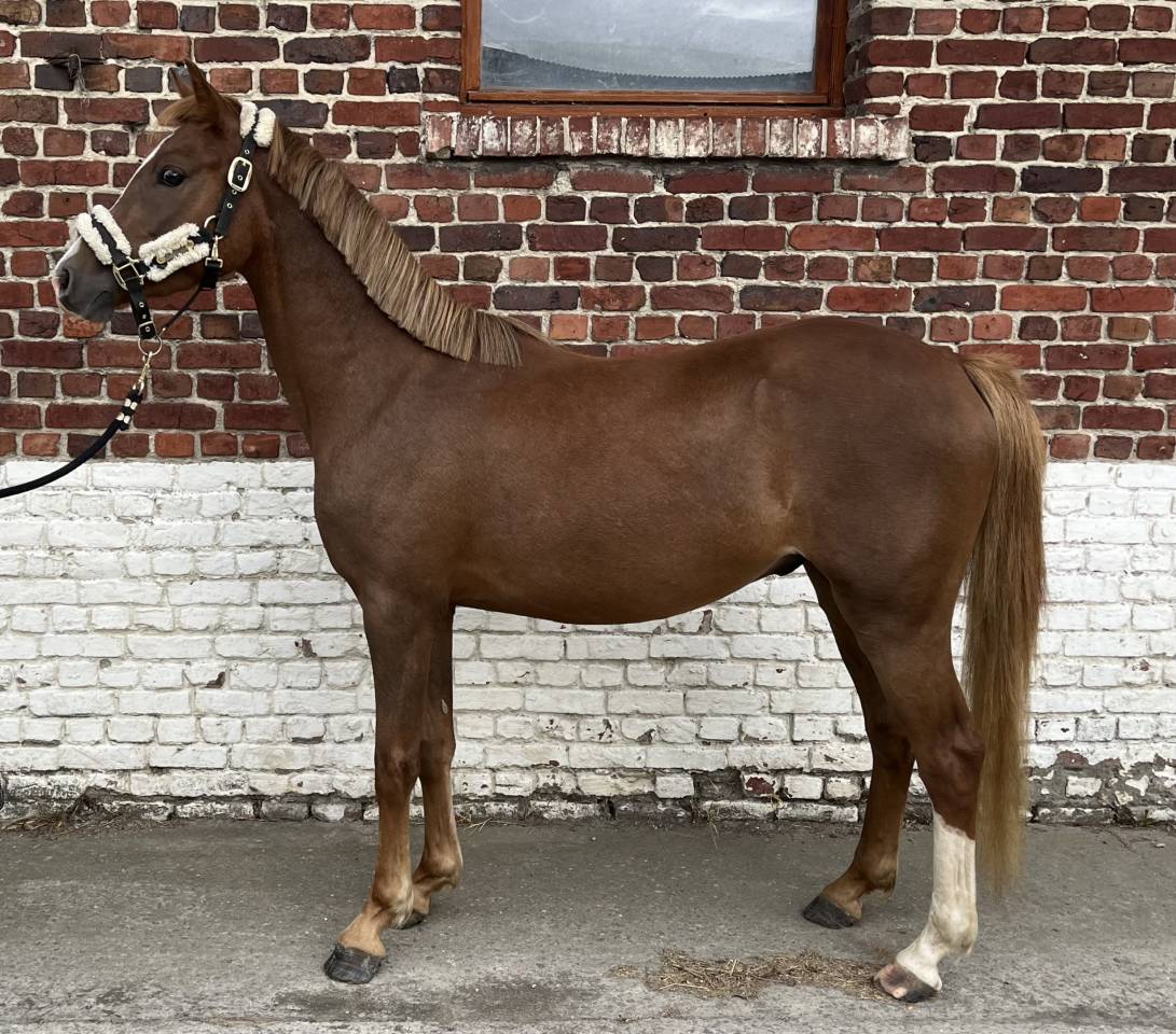 Poney de sport/famille