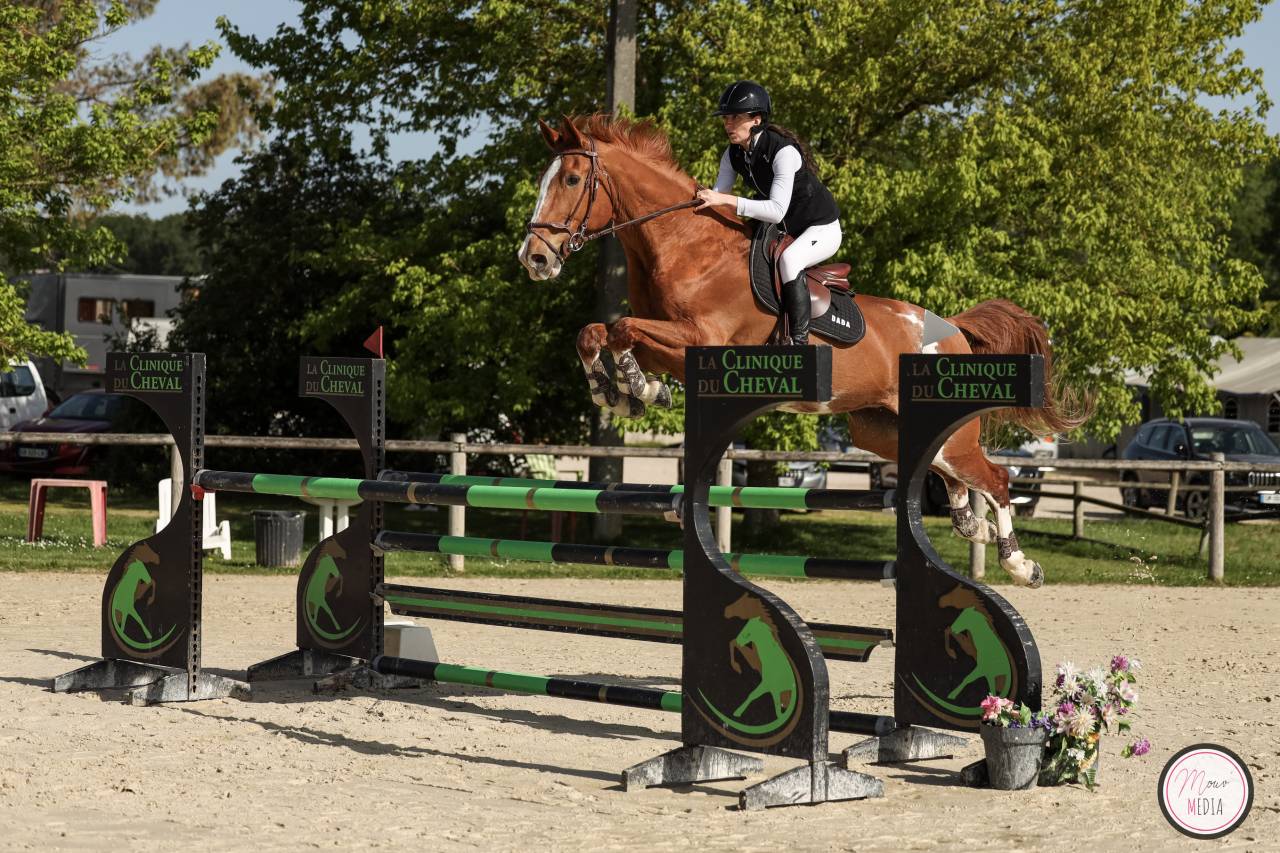 Super cheval de concours 