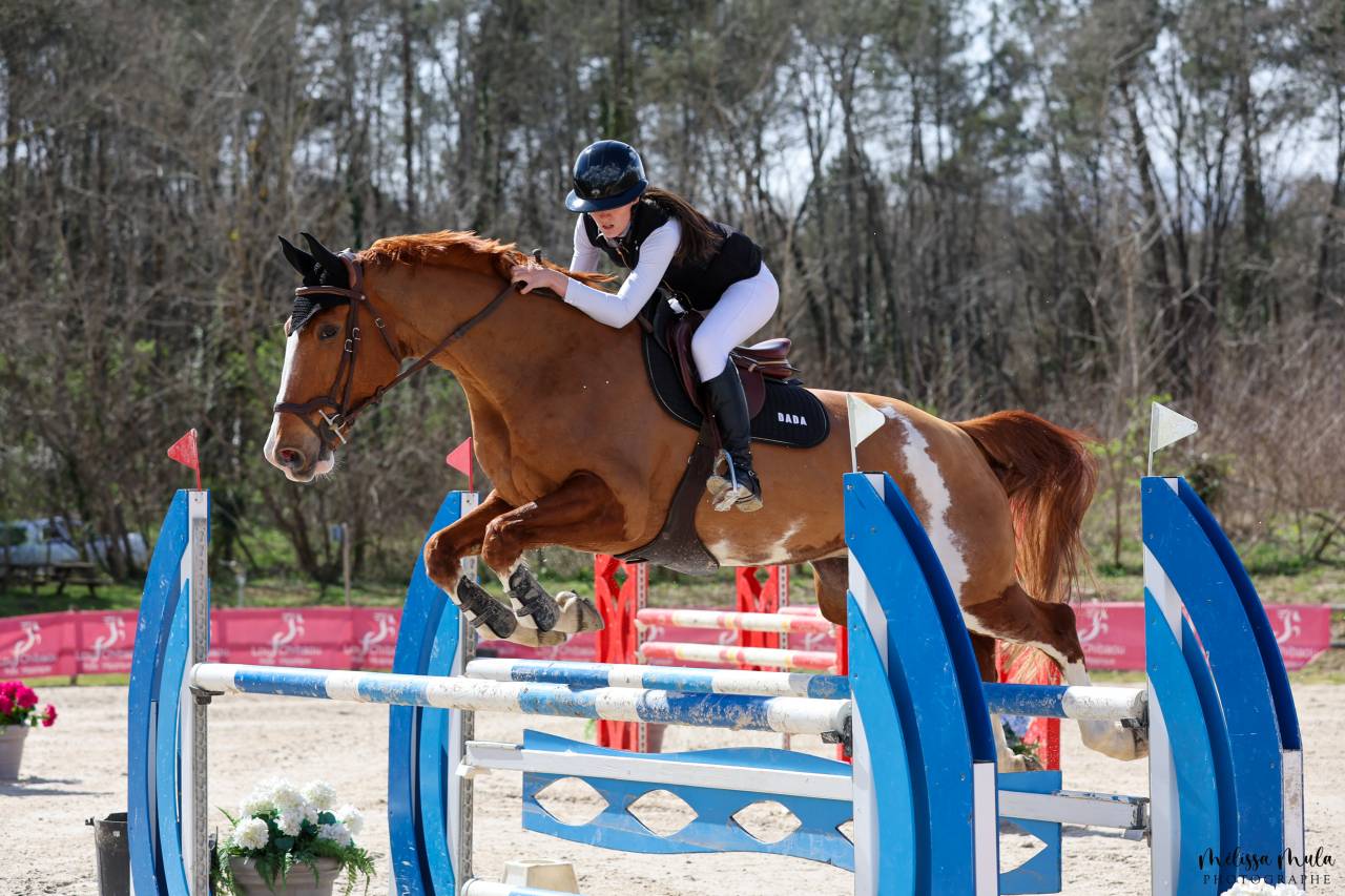 Super cheval de concours 