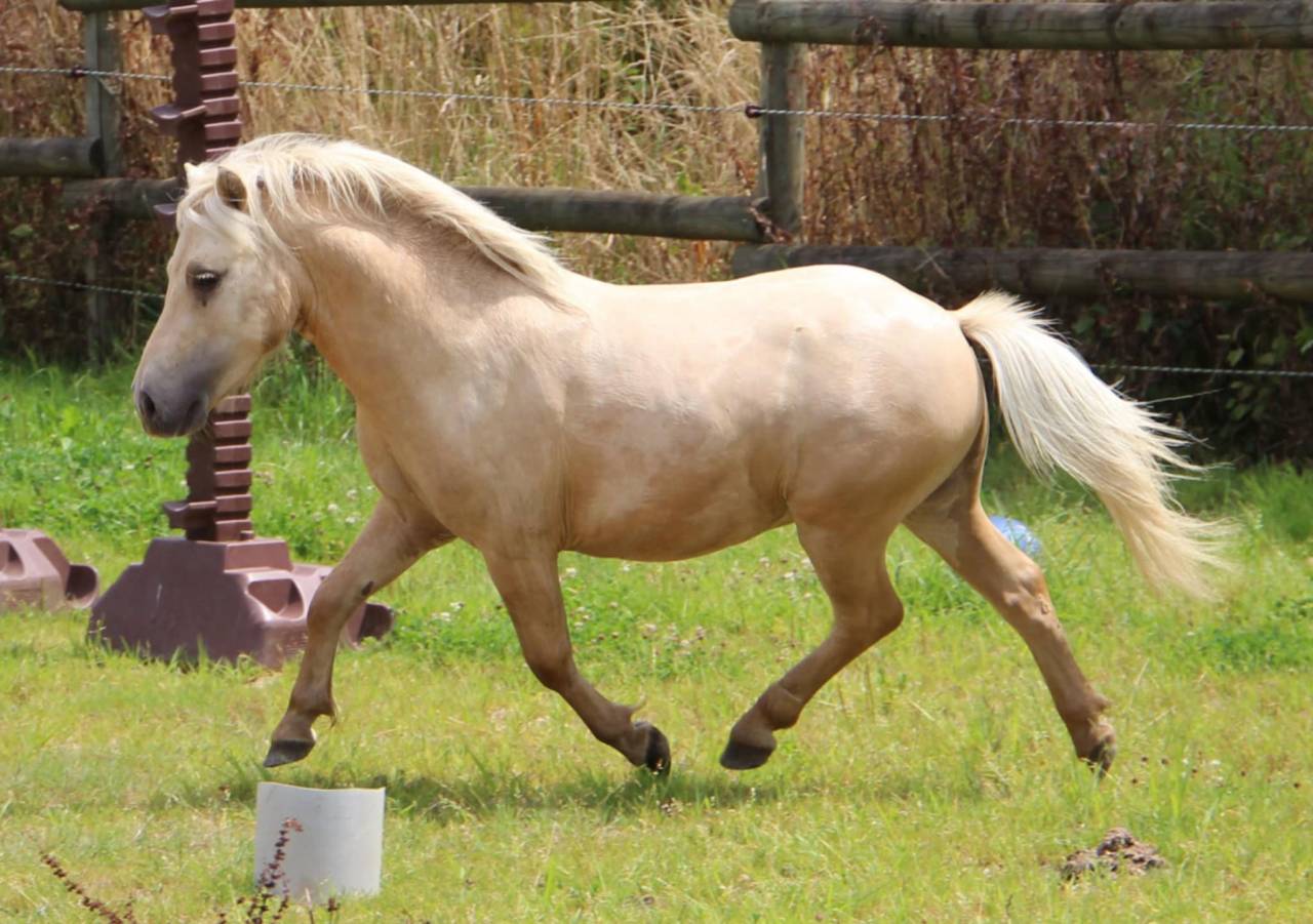 Top hongre shetland pp de 4 ans