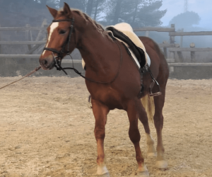 VAQUERO : cheval de qualit&eacute; &agrave; prix raisonnable