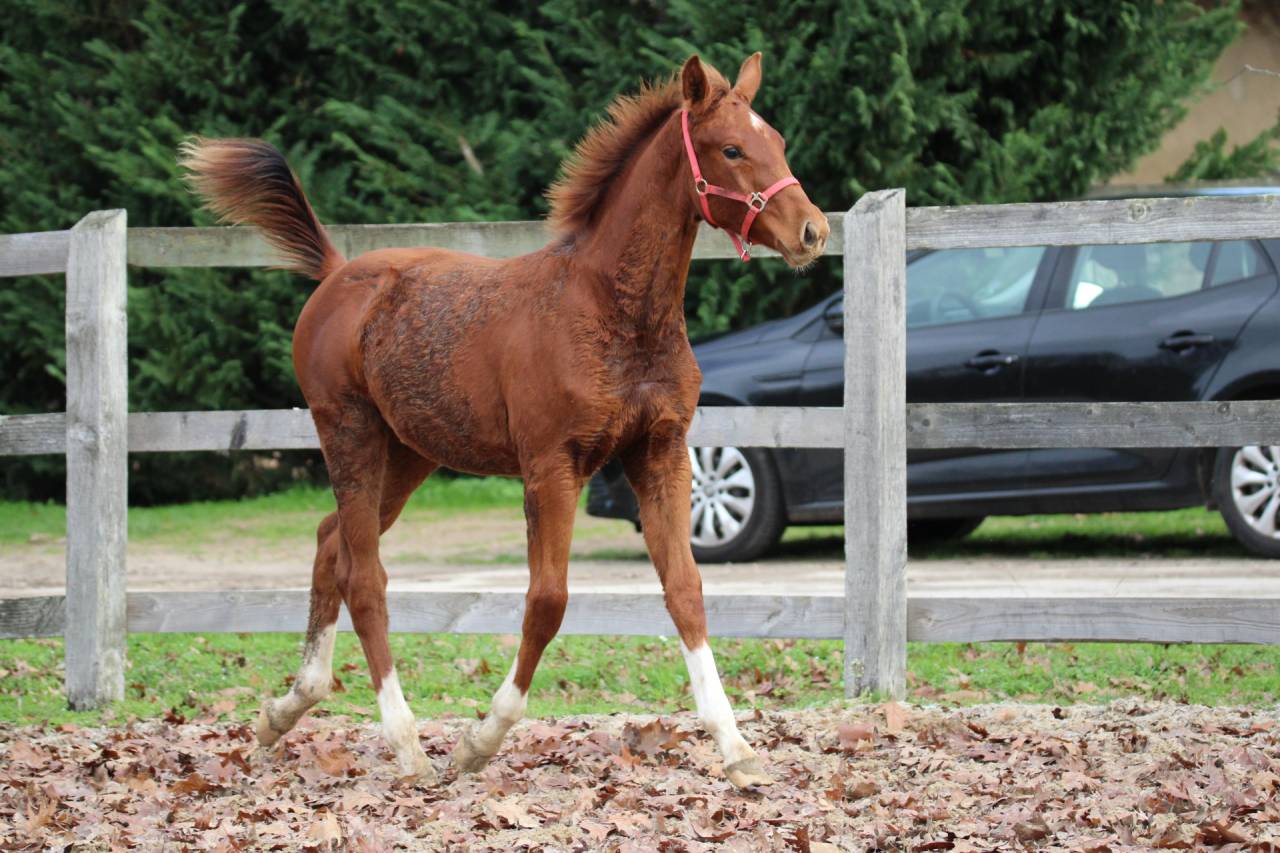 Viking de Blackgrim (x Kjento)