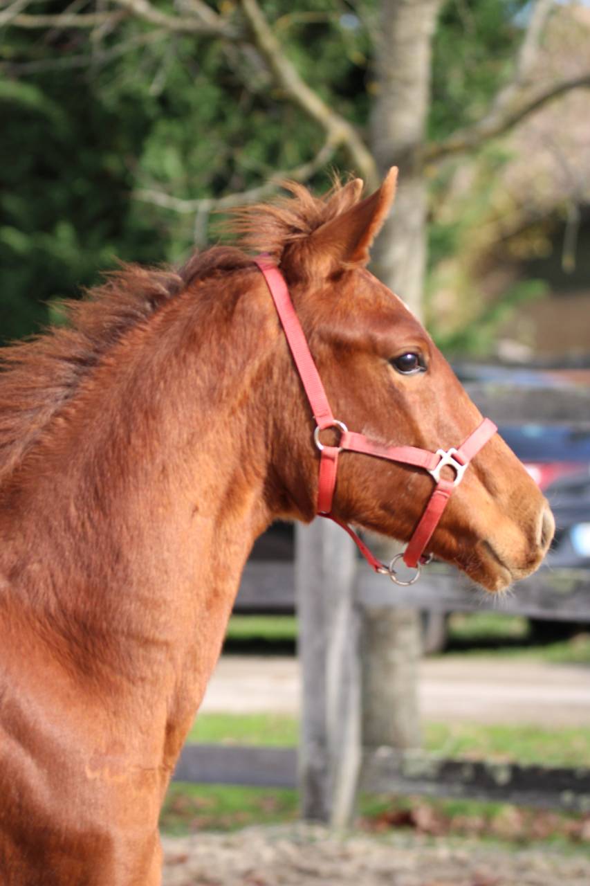 Viking de Blackgrim (x Kjento)